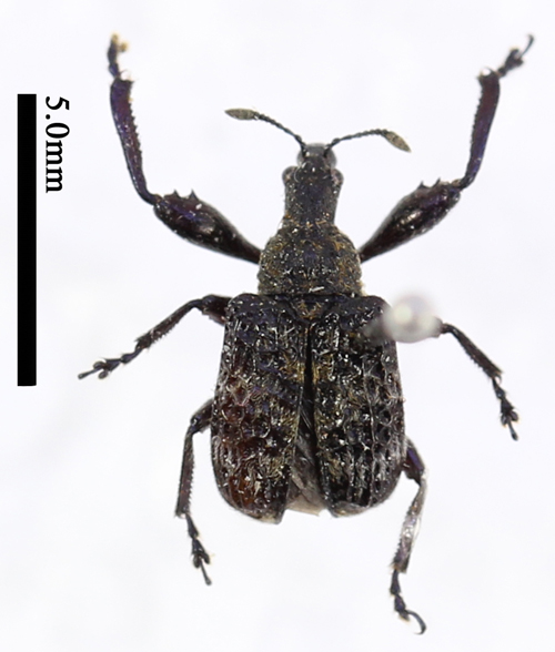 电子游戏app下载安装