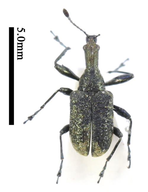 电子游戏app下载安装