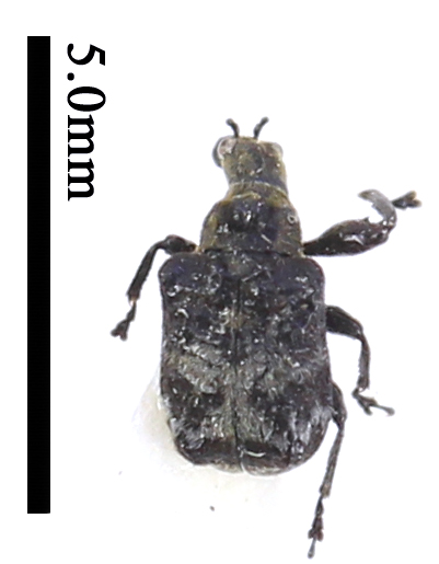 电子游戏app下载安装