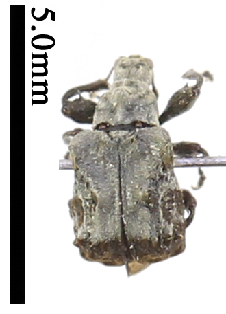 电子游戏app下载安装