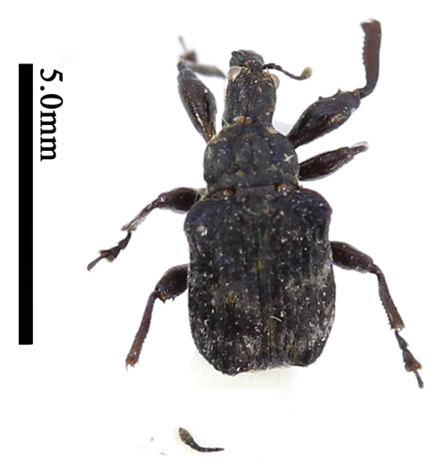 电子游戏app下载安装