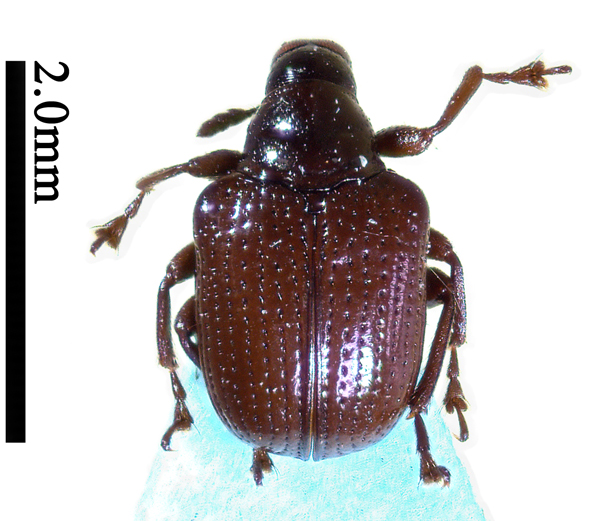 电子游戏app下载安装