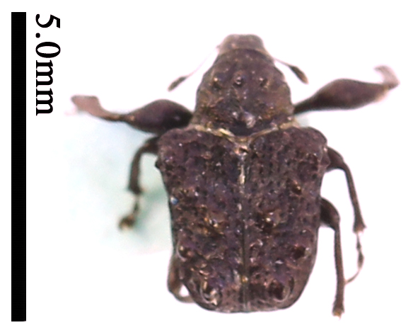 电子游戏app下载安装