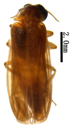 电子游戏app下载安装