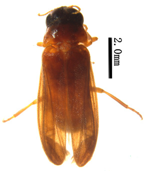 电子游戏app下载安装