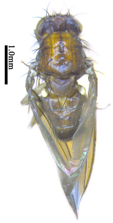 电子游戏app下载安装