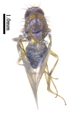 电子游戏app下载安装