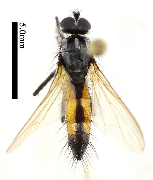 电子游戏app下载安装