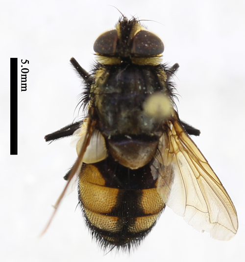 电子游戏app下载安装