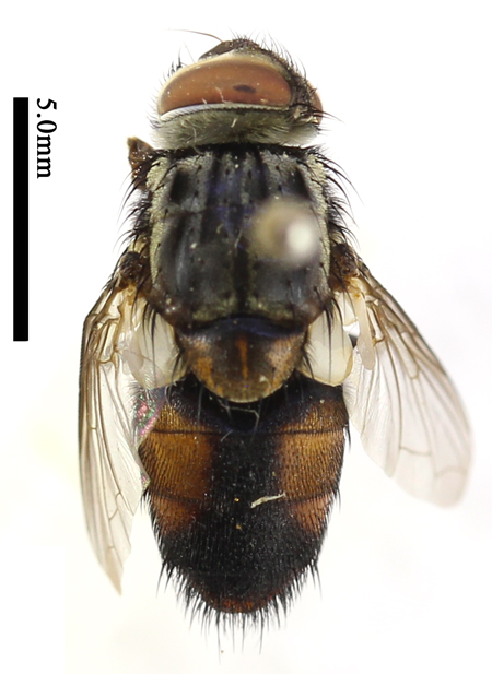 电子游戏app下载安装