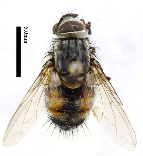 电子游戏app下载安装