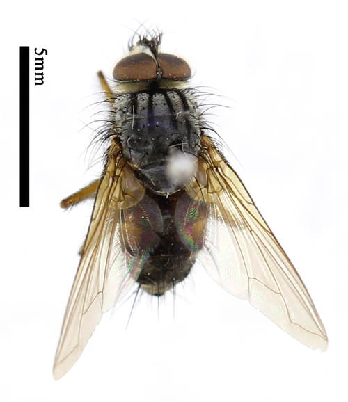 电子游戏app下载安装