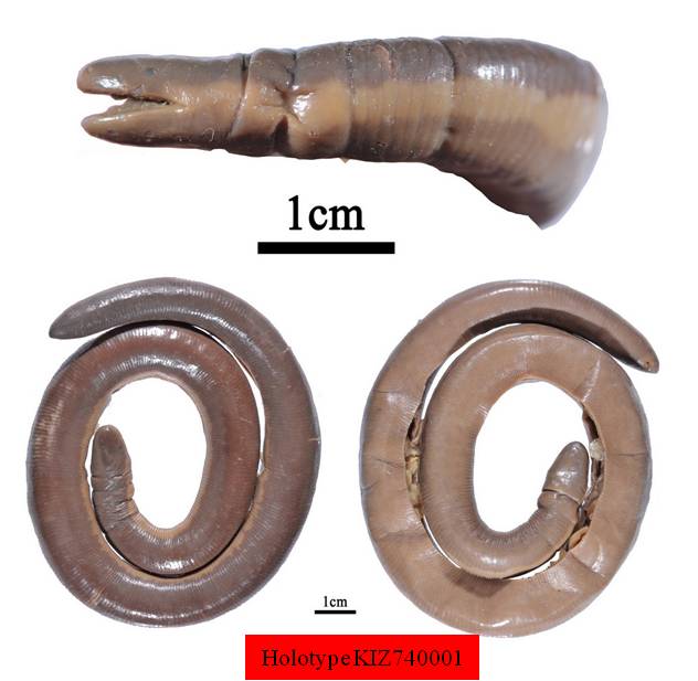 电子游戏app下载安装