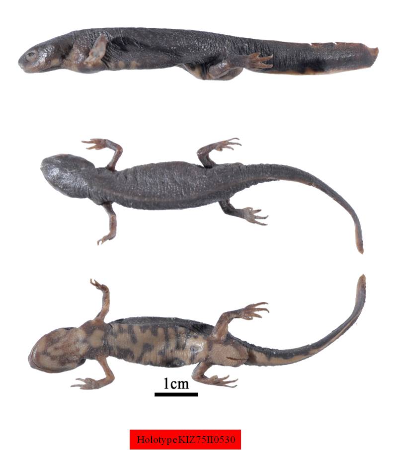 电子游戏app下载安装