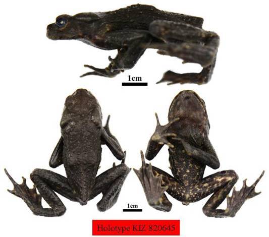 电子游戏app下载安装