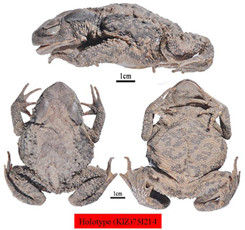 电子游戏app下载安装