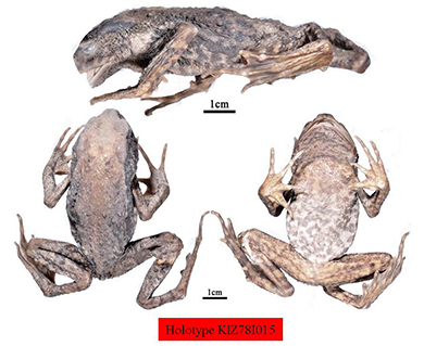 电子游戏app下载安装