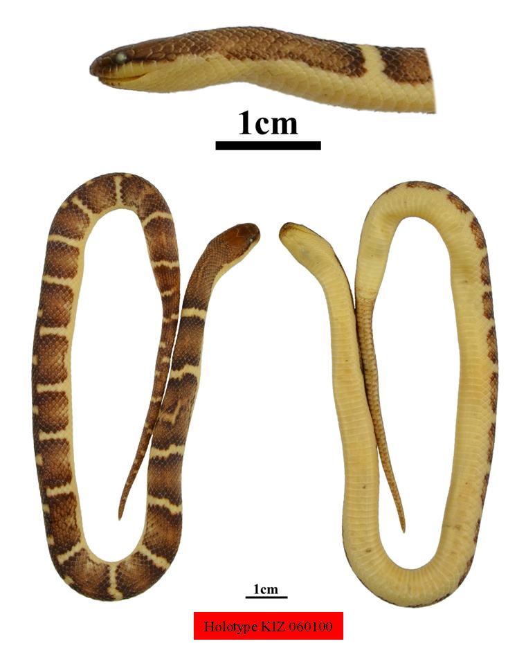 电子游戏app下载安装