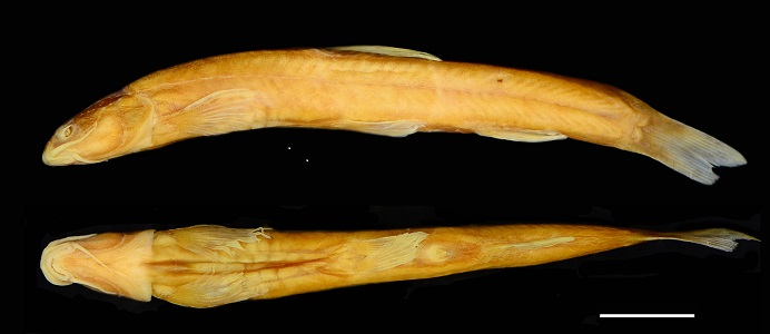 电子游戏app下载安装