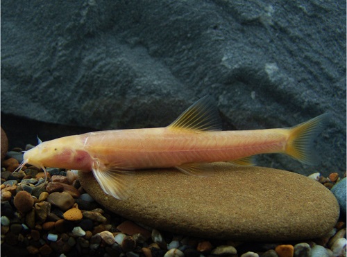 电子游戏app下载安装