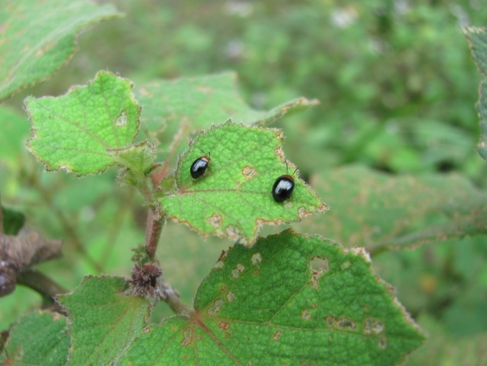 电子游戏app下载安装