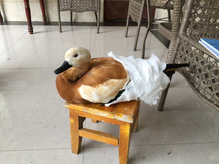 电子游戏app下载安装