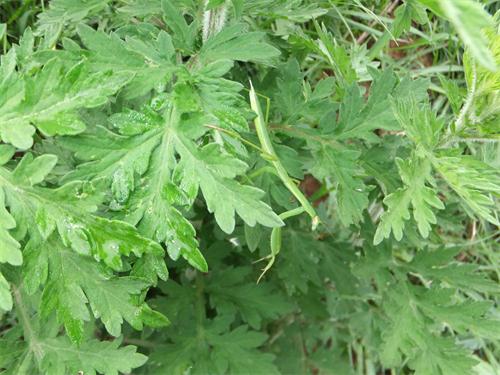 电子游戏app下载安装