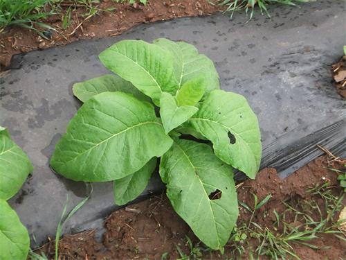 电子游戏app下载安装