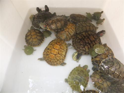 电子游戏app下载安装