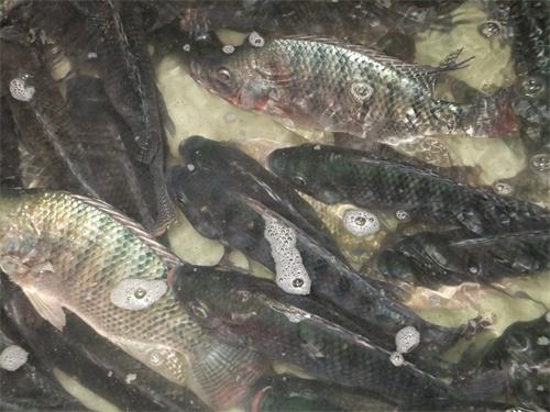 电子游戏app下载安装