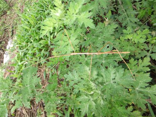 电子游戏app下载安装