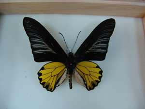 电子游戏app下载安装