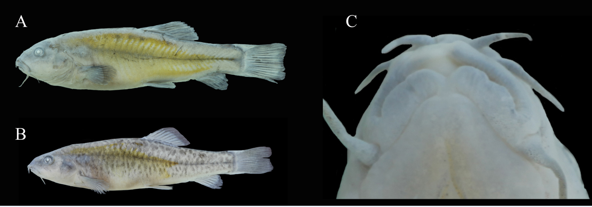 电子游戏app下载安装