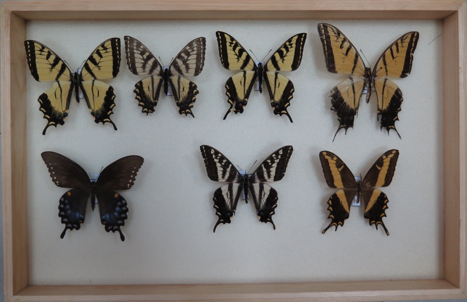 电子游戏app下载安装