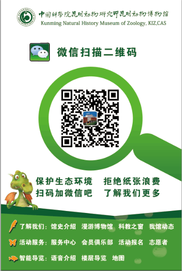 电子游戏app下载安装