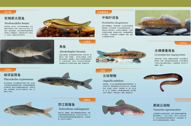 电子游戏app下载安装