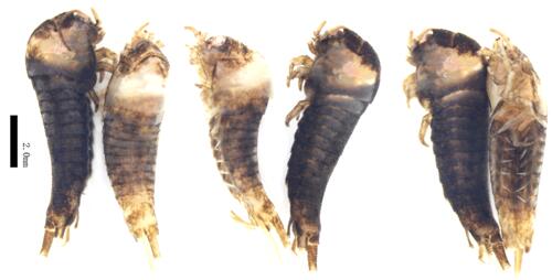 电子游戏app下载安装