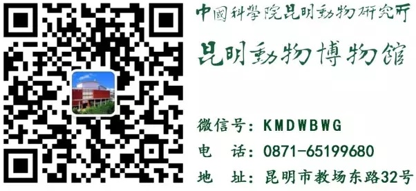 电子游戏app下载安装