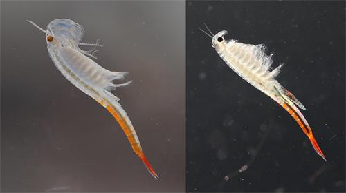 电子游戏app下载安装