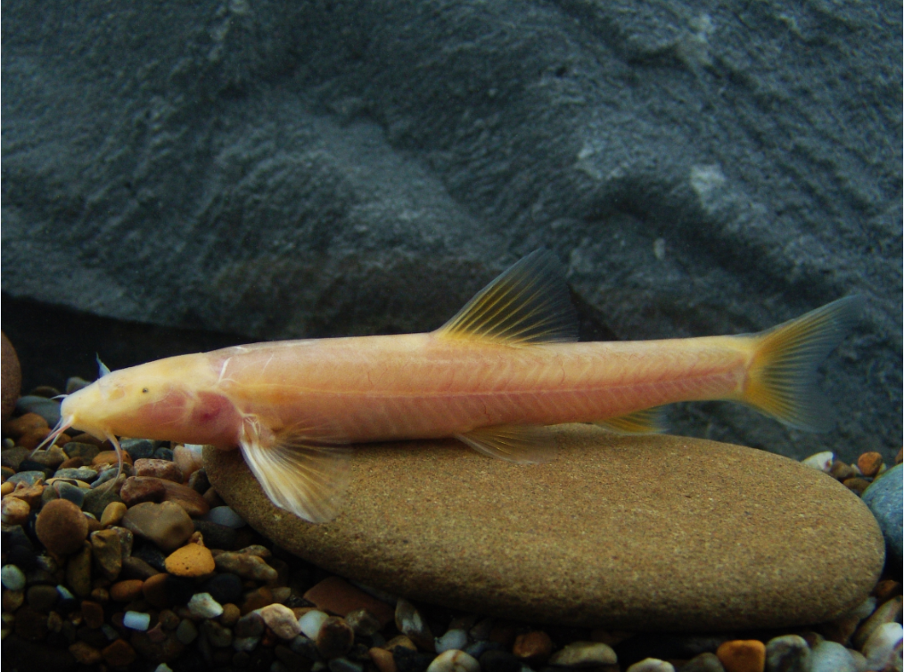 电子游戏app下载安装