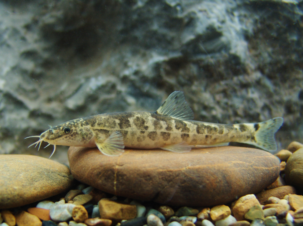 电子游戏app下载安装