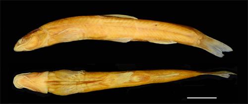 电子游戏app下载安装