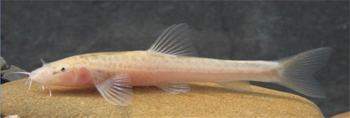 电子游戏app下载安装