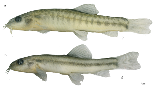 电子游戏app下载安装