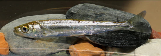 电子游戏app下载安装