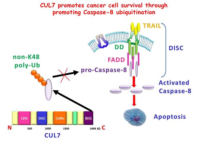 电子游戏app下载安装