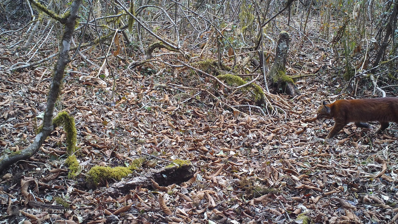 电子游戏app下载安装