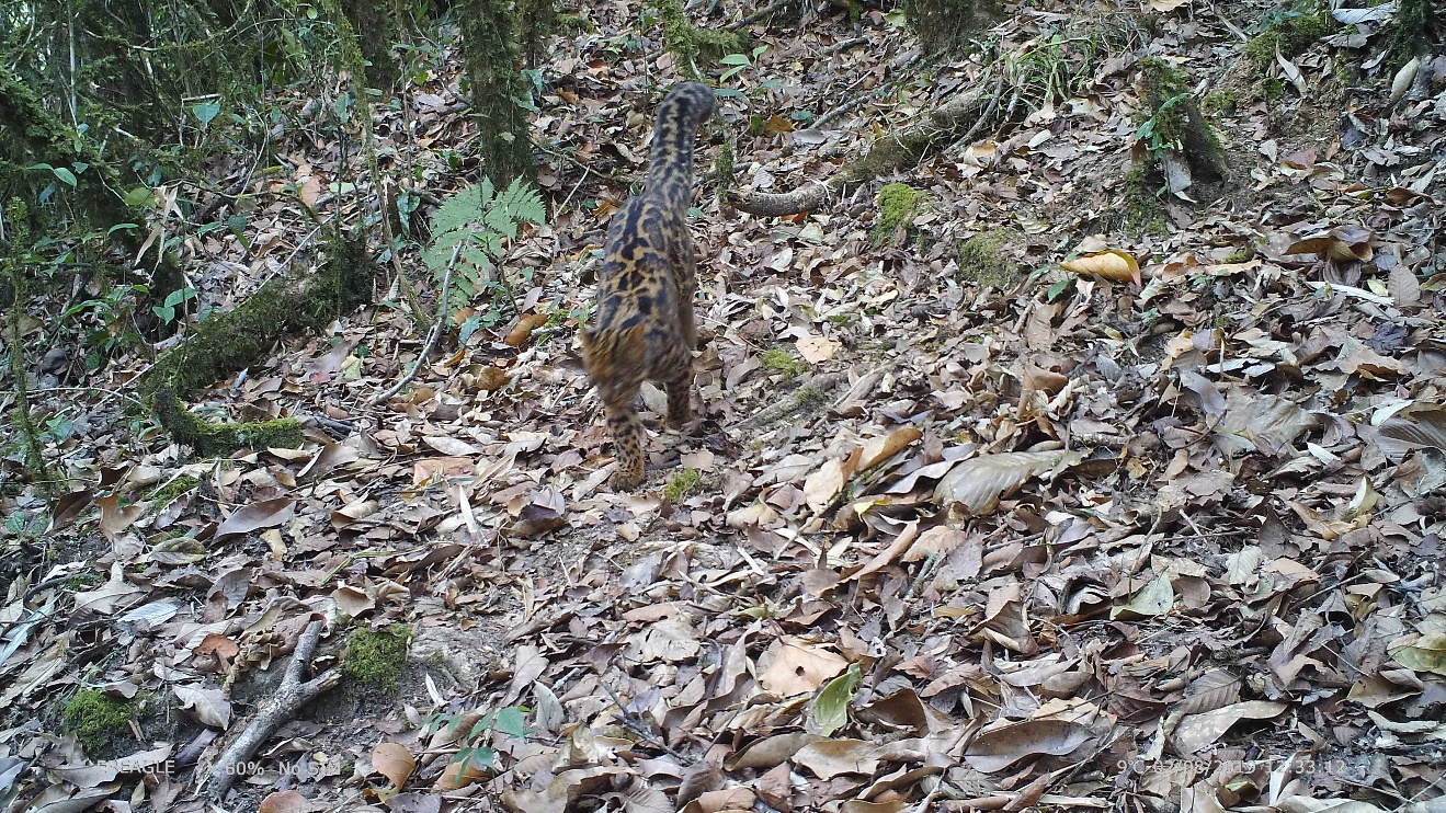 电子游戏app下载安装
