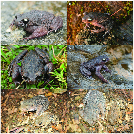 电子游戏app下载安装