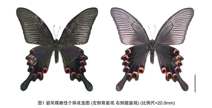 电子游戏app下载安装